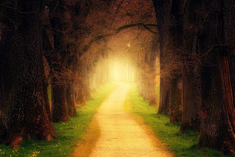 Enchanted Woods